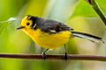 Golden-fronted Whitestart Myioborus ornatus chrysops