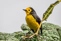 Golden-fronted Whitestart Myioborus ornatus chrysops