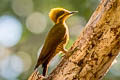 Golden-green Woodpecker Piculus chrysochloros xanthochlorus