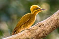 Golden-green Woodpecker Piculus chrysochloros xanthochlorus