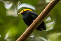 Golden-headed Manakin Dixiphia erythrocephala flammiceps