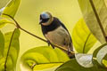 Golden-hooded Tanager Stilpnia larvata fanny