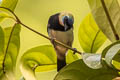 Golden-hooded Tanager Stilpnia larvata fanny