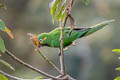 Golden-plumed Parakeet Leptosittaca branickii