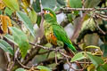 Golden-plumed Parakeet Leptosittaca branickii