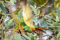 Golden-plumed Parakeet Leptosittaca branickii
