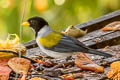 Golden-winged Sparrow Arremon schlegeli schlegeli