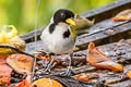 Golden-winged Sparrow Arremon schlegeli schlegeli