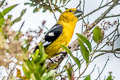 Golden Grosbeak Pheucticus chrysogaster laubmanni (Southern Yellow Grosbeak)