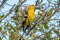 Golden Grosbeak Pheucticus chrysogaster laubmanni (Southern Yellow Grosbeak)