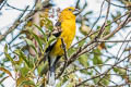 Golden Grosbeak Pheucticus chrysogaster laubmanni (Southern Yellow Grosbeak)