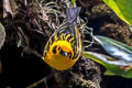 Golden Tanager Tangara arthus occidentalis