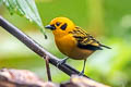 Golden Tanager Tangara arthus occidentalis