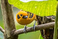Golden Tanager Tangara arthus occidentalis