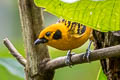 Golden Tanager Tangara arthus occidentalis