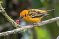 Golden Tanager Tangara arthus occidentalis