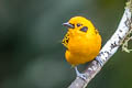 Golden Tanager Tangara arthus occidentalis