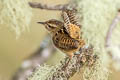 Sedge Wren Cistothorus Grass aequatorialis