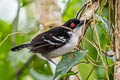 Great Antshrike Taraba major semifasciatus 