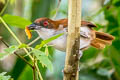 Great Antshrike Taraba major semifasciatus 