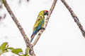 Great Green Macaw Ara ambiguus ambiguus