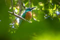 Great Jacamar Jacamerops aureus penardi