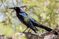 Great-tailed Grackle Quiscalus mexicanus peruvianus