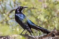 Great-tailed Grackle Quiscalus mexicanus peruvianus