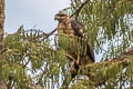 Great Black Hawk Buteogallus urubitinga urubitinga