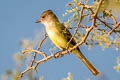 Great Crested Flycatcher Myiarchus crinitus