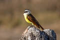 Great Kiskadee Pitangus sulphuratus rufipennis