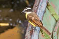 Great Kiskadee Pitangus sulphuratus trinitatis