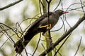 Great Thrush Turdus fuscater gigas