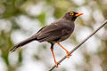 Great Thrush Turdus fuscater quindio