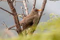 Great Thrush Turdus fuscater clarus