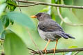 Great Thrush Turdus fuscater clarus