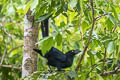 Greater Ani Crotophaga major