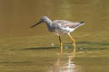 Greater Yellowlegs Tringa melanoleuca