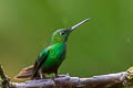 Green-crowned Brilliant Heliodoxa jacula jacula