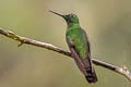 Green-crowned Brilliant Heliodoxa jacula jacula