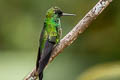 Green-crowned Brilliant Heliodoxa jacula jacula