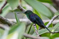 Green-crowned Woodnymph Thalurania colombica fannyae subtropicalis