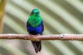 Green-crowned Woodnymph Thalurania colombica fannyae subtropicalis