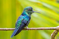 Green-crowned Woodnymph Thalurania colombica fannyae subtropicalis