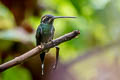 Green Hermit Phaethornis guy emiliae