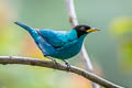 Green Honeycreeper Chlorophanes spiza subtropicalis