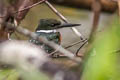 Green Kingfisher Chloroceryle americana cabanisii