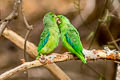 Green-rumped Parrotlet Forpus passerinus cyanophanes