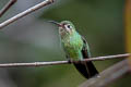 Green-tailed Goldenthroat Polytmus theresiae leucorrhous