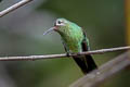 Green-tailed Goldenthroat Polytmus theresiae leucorrhous